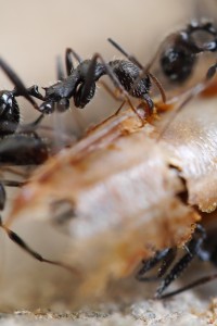 04 Aphaenogaster spec. 2