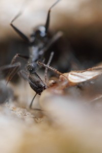 05 Aphaenogaster spec. 2