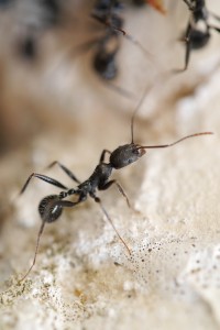 06 Aphaenogaster spec. 2