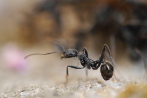 07 Aphaenogaster spec. 2