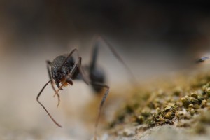 08 Aphaenogaster spec. 2