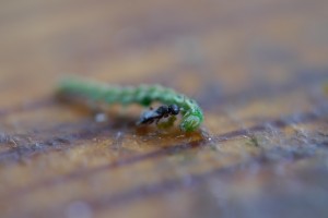 11 Neben Frappé und griechischem Salat mitten auf dem Tisch eine kleine Wespe(??) im Kampf mit einer Raupe
