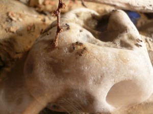 schmidti Trinkgelage (4).JPG