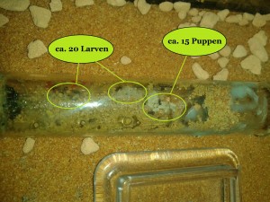 Lasius niger ohne Abdeckung