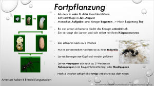 Habe den Text zu Stichpunkten gemacht und unwichtiges entfernt (sage ich dann in der Präs.)