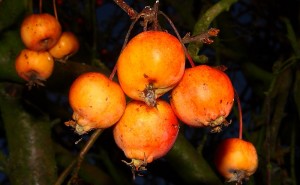 Äpfel.jpg
