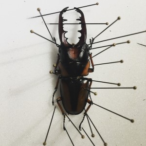 Prosopocoilus savagei