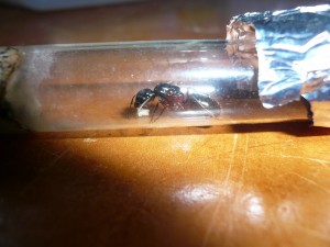herculanus hb 2 (2).JPG