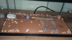 Lasius 1.jpg