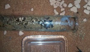 Lasius 2.jpg