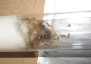 Lasius flavus Pleometrose