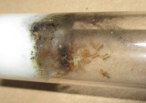 Lasius flavus