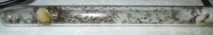Pheidole pallidula