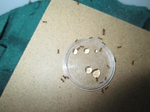 Pheidole pallidula am Honig naschen