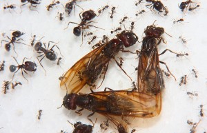 Carebara diversa Jungköniginnen.jpg