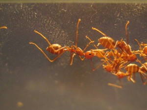 Oecophylla smaragdina beim Sonnenbad