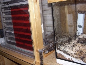Messor Nest_1.jpg