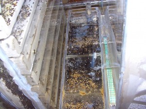 Messor Nest_3.jpg