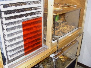 Messor Nest_4.jpg