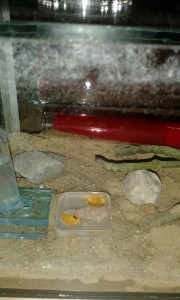 Links Ausgang des RG und Futterstelel sowie Wasserspender. Eine labt sich am Eigelb und Fleisch :-)