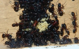 Camponotus ligniperdus  _2.jpg