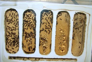 Camponotus ligniperdus  _3.jpg