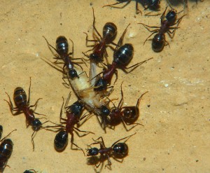 Camponotus ligniperdus  _5.jpg