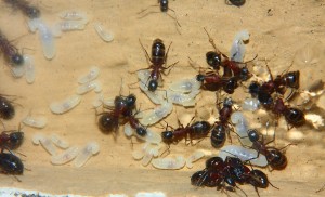 Camponotus ligniperdus  _7.jpg
