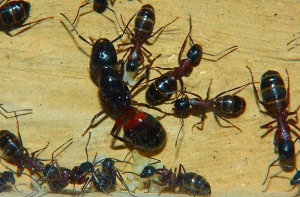 Camponotus ligniperdus _8.jpg