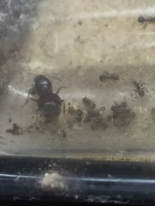 Lasius