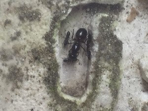 Lasius