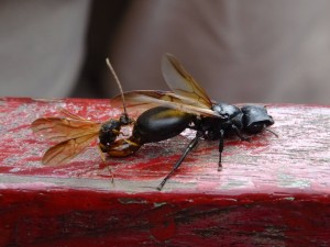 ant_o.jpg