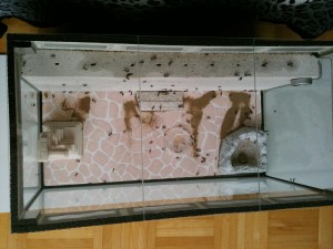 1c_lig_30_07_2011.jpg