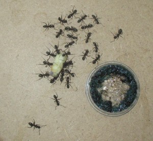 Camponotus vagus