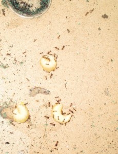 Pheidole pallidula