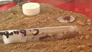Königin und 1 Arbeiterin :) ein kleiner Haufen Eier