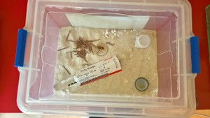 1 Mai Camponotus herculeanus.jpg