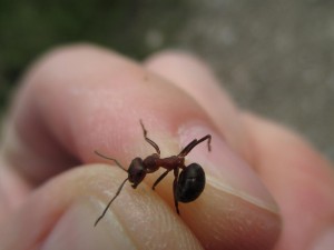 Formica cf. polyctena 1.1