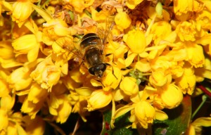 Schwebfliege.jpg