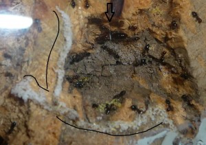 schmidti (1).JPG (188.92 KiB) 9573 mal betrachtet Alt, Nest der schmidtis