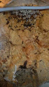 schmidti (2).JPG (524.57 KiB) 9573 mal betrachtet Alt, Nest der schmidtis
