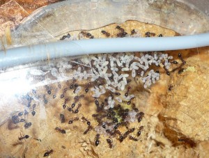 schmidti (3).JPG (252.67 KiB) 9573 mal betrachtet Alt, Nest der schmidtis