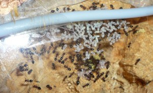 schmidti (4).JPG (198.96 KiB) 9573 mal betrachtet Alt, Nest der schmidtis