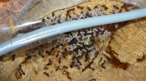 schmidti (5).JPG (183.4 KiB) 9573 mal betrachtet Alt, Nest der schmidtis