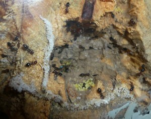 schmidti (6).JPG (248.09 KiB) 9573 mal betrachtet Alt, Nest der schmidtis