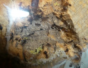 schmidti (7).JPG (192.87 KiB) 9573 mal betrachtet Alt, Nest der schmidtis