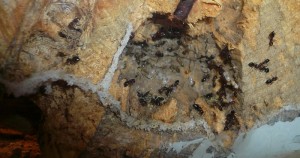 schmidti neuer (10).JPG (170.03 KiB) 9573 mal betrachtet Neu, das Nest
