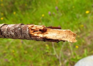 scutellaris (2).JPG