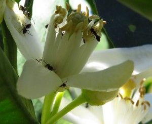 tapinoma blüte.JPG