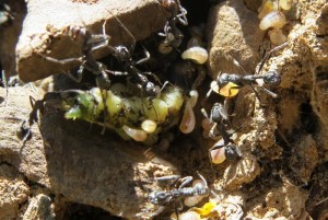 senilis raupe.JPG